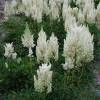 Astilbe White