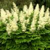 Astilbe White