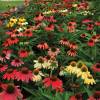 Coneflower 'Cheyenne Spirit'