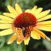 Coneflower 'Evening Glow'