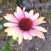 Coneflower 'Evening Glow'