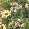 Coneflower 'Evening Glow'