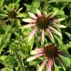 Coneflower 'Green Envy'