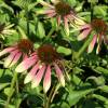 Coneflower 'Green Envy'