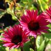 Coneflower Pink