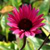 Coneflower Pink