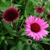 Coneflower Pink