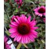 Coneflower Pink