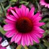 Coneflower Pink