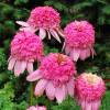 Coneflower 'Secret Romance'