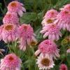 Coneflower 'Secret Romance'