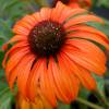 Coneflower Orange