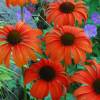 Coneflower Orange