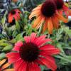 Coneflower Orange