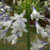 African lily 'Enigma'