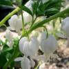 Bleeding Heart 'Alba'