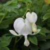 Bleeding Heart 'Alba'