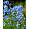 Delphinium 'Cliveden Beauty'