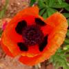 Oriental Poppy Red