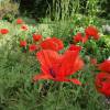 Oriental Poppy Red