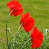 Oriental Poppy Red