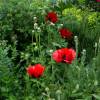 Oriental Poppy Red