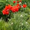 Oriental Poppy Red