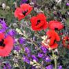 Oriental Poppy Red