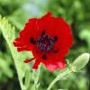 Oriental Poppy Red