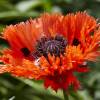 Oriental Poppy Red