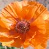 Oriental Poppy Orange