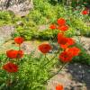 Oriental Poppy Orange