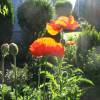 Oriental Poppy Orange