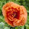 Oriental Poppy Orange