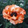 Oriental Poppy Orange