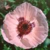 Oriental Poppy Pink