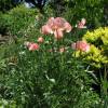 Oriental Poppy Pink