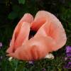 Oriental Poppy Pink