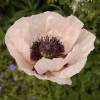 Oriental Poppy Pink