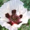 Oriental Poppy White