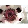 Oriental Poppy White