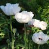 Oriental Poppy White