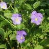 Bedding Pansy 'Azurella'