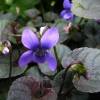 Labrador Violet