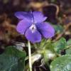 Sweet Violet 'Mrs Pinehurst'