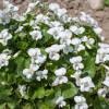 Sweet Violet White
