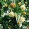 Button Bush