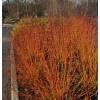 Dogwood, European 'Midwinter Fire'