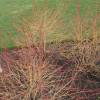 Dogwood, European 'Midwinter Fire'