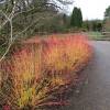 Dogwood, European 'Midwinter Fire'